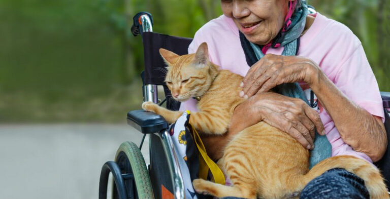 cats companionship foundation