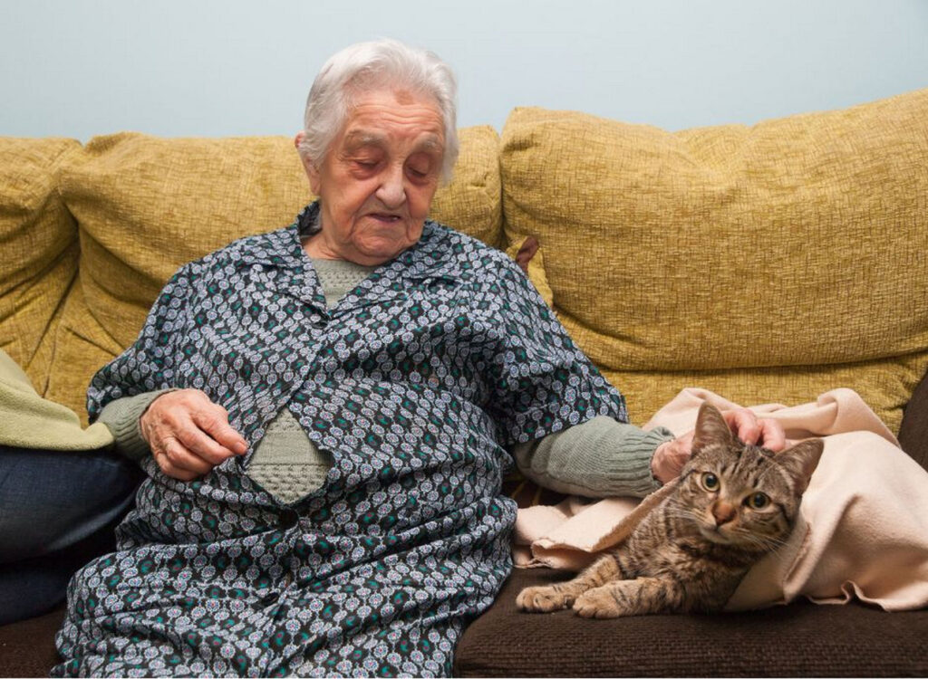 cats shelter mission