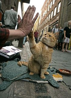 mission cats foundation bestfriends