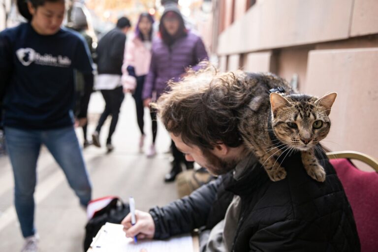 missioncatsfoundation cat on back