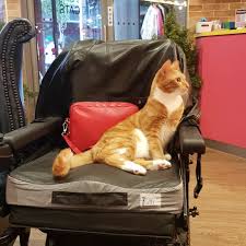 missioncatsfoundation inhome care